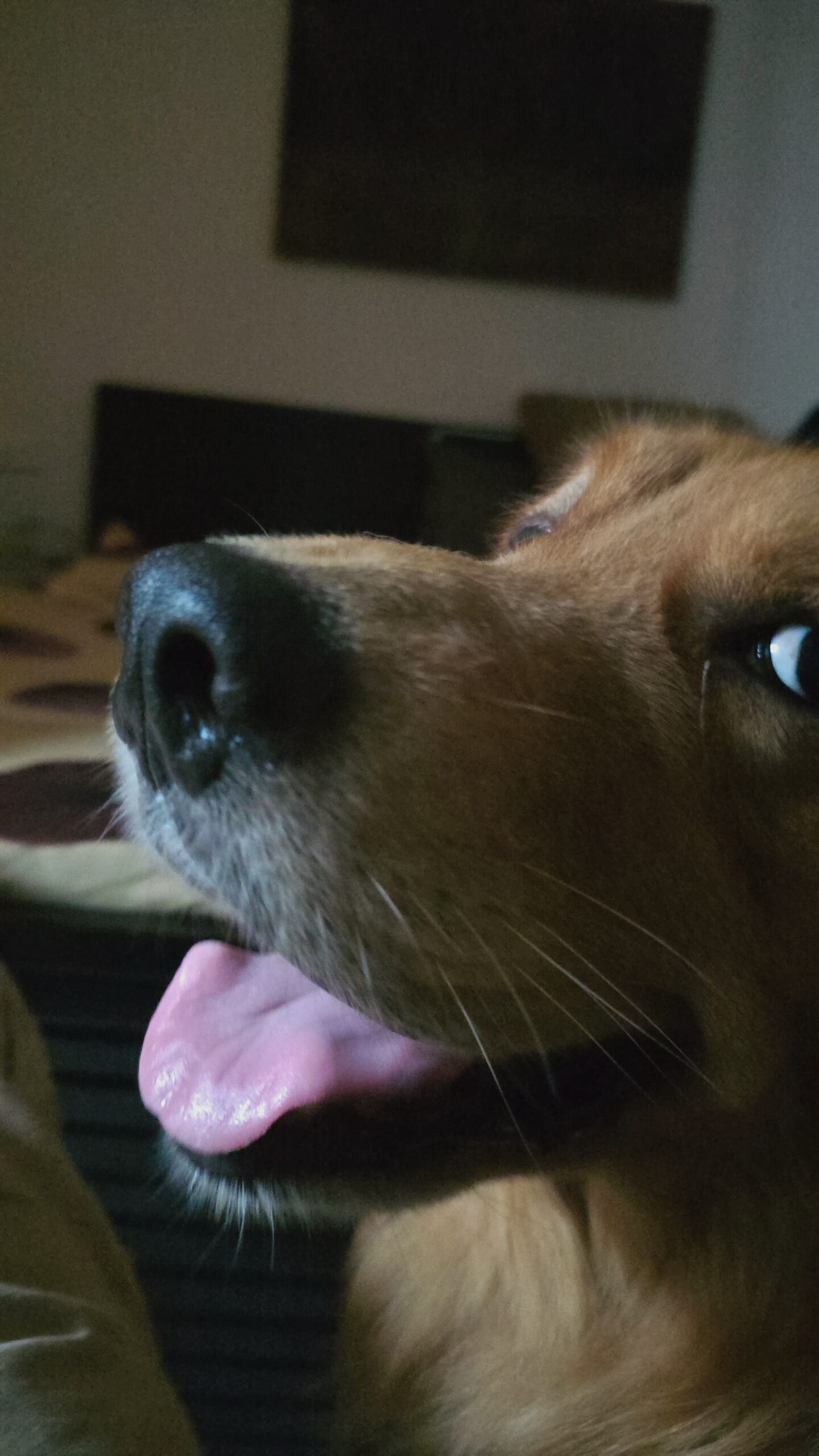 james doge scaled